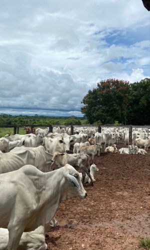 Troque o prédio por um pasto3